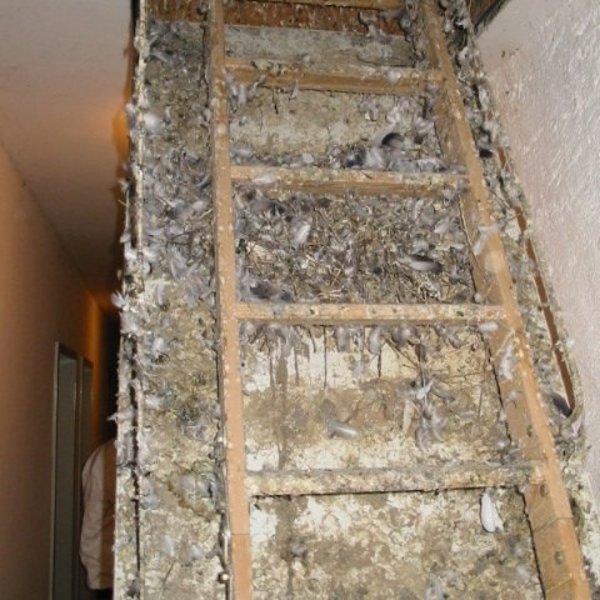 Runtergelassene Dachbodentreppe aus Holz, die stark mit Taubenexkrementen verschmutzt ist.