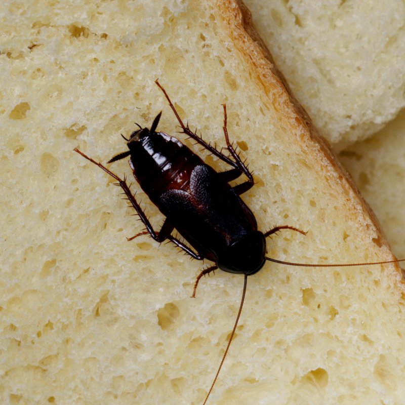 Schwarzbrauner Käfer, ca.19-25 mm groß, breiter Körper, mit stacheligen Beinen (Tibialdornen), sitzend auf Brotscheibe.