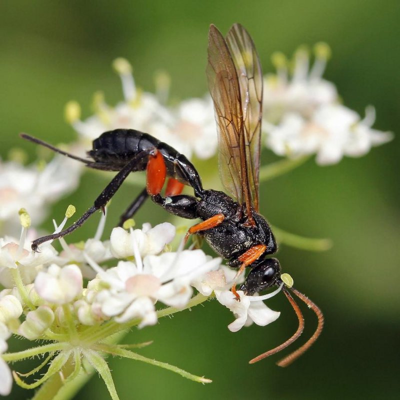 Schlupfwespe, ca. 30 mm groß, schwarzer, beflügelter Körper ähnlich einer Ameise, trinkt aus einer Blüte.