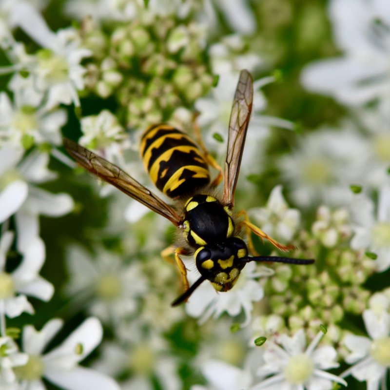 Schwarz-gelb gestreifte Wespe, etwa 12-20 mm lang, schlanke Taille, länglicher Körper, fliegend.