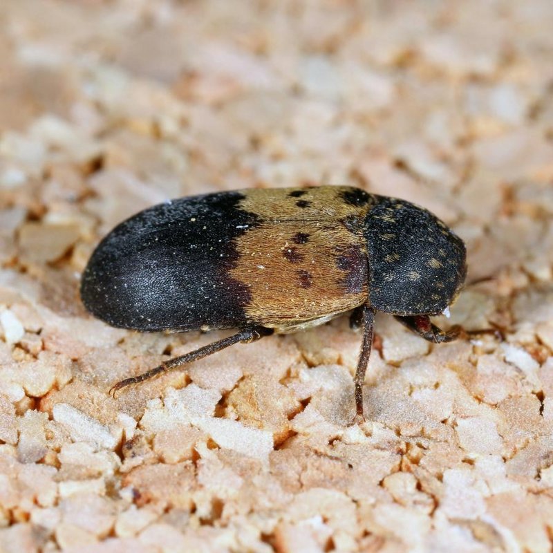 Käfer, mit goldgemusterten schwarzen Körper, oval-länglich, etwa 5-8 mm groß, sitzend auf hellen Kieselsteinen.
