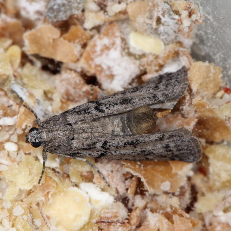 Motte, 10-14 mm groß, bleigraue Färbung, schmale, längliche Körperform und glatten Flügeln.