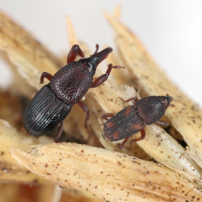 Zwei länglich-ovale Käfer mit rüsselförmigem Kopf, etwa 2,5-5 mm groß, in hell bis rotbrauner Farbe auf Blätter sitzend.