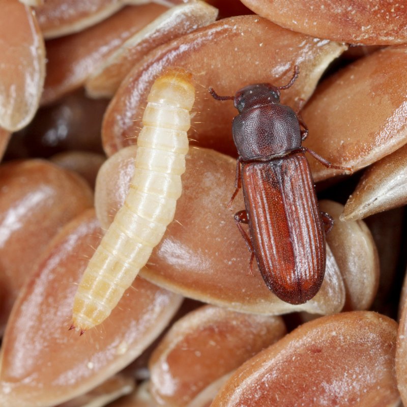 Ein etwa 3-6 mm großer, länglicher dunkelbrauner Käfer sitzt neben einer etwa 8 mm großen weißen Larve.