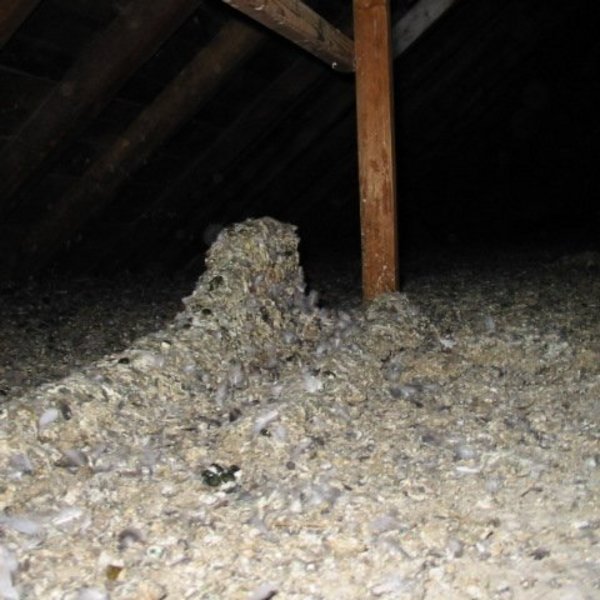 Aufnahme eines Dachbodens, dessen Boden so massiv mit Taubenkot bedeckt ist, dass die ursprüngliche Bodenoberfläche nicht mehr erkennbar ist. 