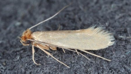 Motte, 4-8 mm groß, hellgelb bis dunkelbraun, schmale, längliche Körperform, mit haarigen, beflockten Flügeln und einem orangefarbenen Haarpflaum am Kopf.