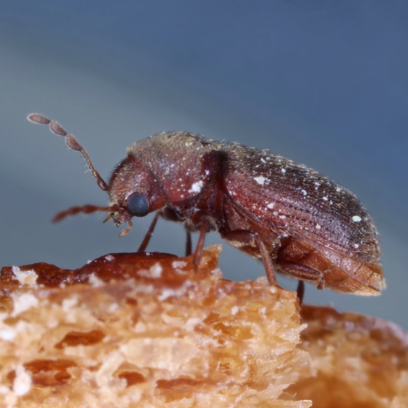 Rostrot bis brauner länglich-ovaler Käfer, 1,75-4 mm groß, mit glänzender Oberfläche auf Brot sitzend