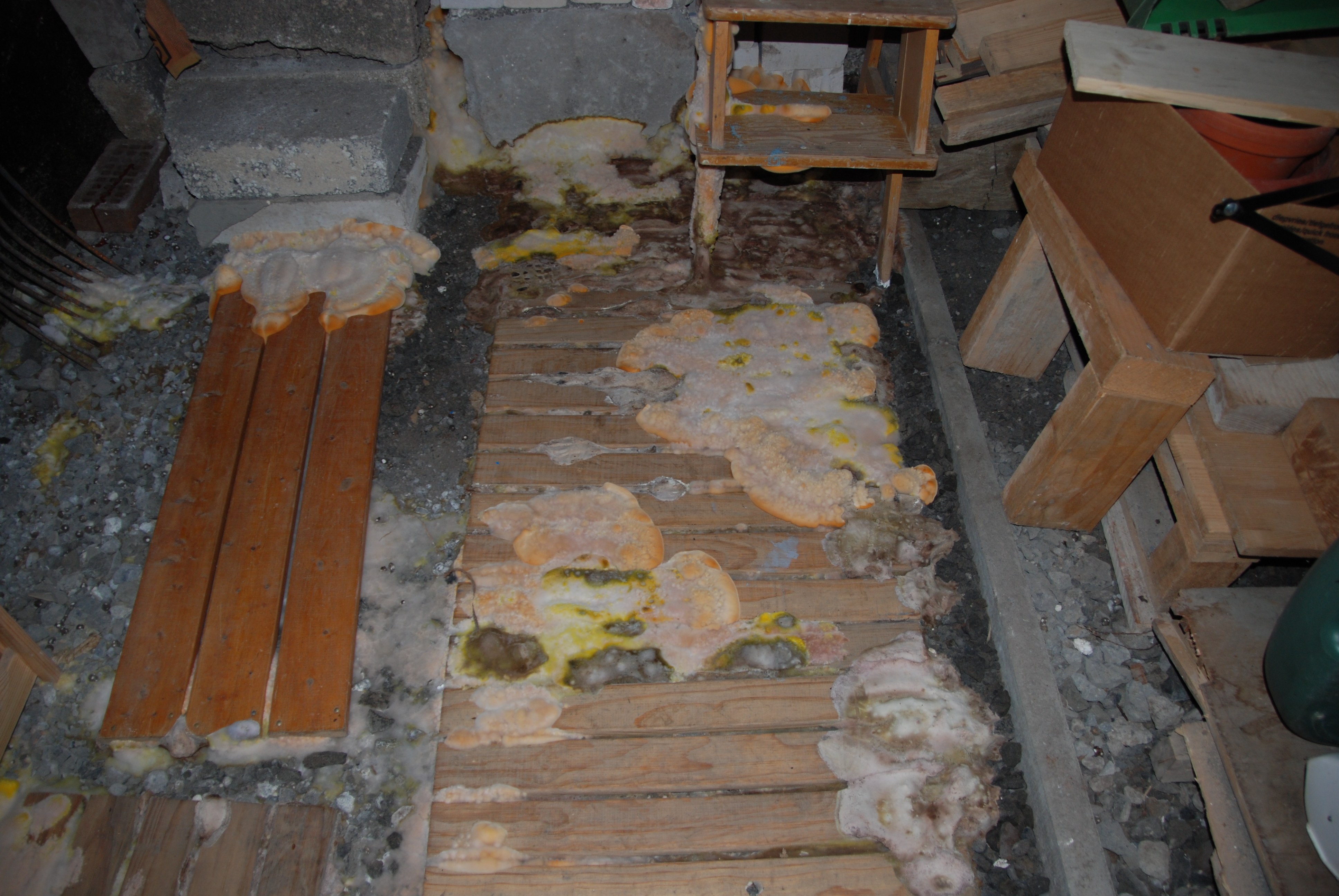 Kellerboden mit vielen Holzlatten und sonstigen Gerümpel, die mit der gefährlichen Pilzgattung Holzschwamm befallen sind.