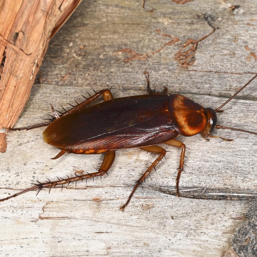 Rotbrauner Käfer mit stacheligen Beinen (Tibialdornen), 26-40 mm lang, längliche Form.