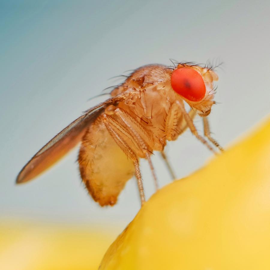 Kleine, bräunliche Fruchtfliege, ca. 2-3 mm lang, mit transparenten Flügeln und facettierten roten Augen, auf Obst sitzend.