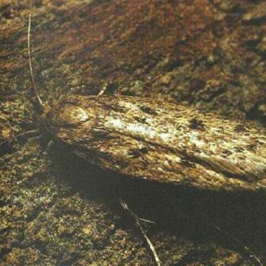 Ca. 5-8 mm Große Motte mit schmalem, länglichem Körper und silbriger bis elfenbeinfarbener Schuppenzeichnung auf den Flügeln.