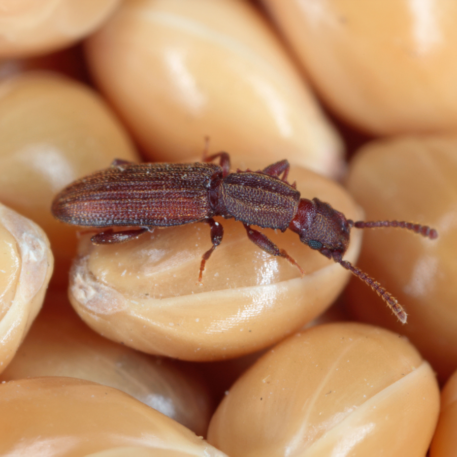 Etwa 2,75-3,25 mm langer, sehr schmaler, oval-abschließender, flacher Käfer in graubraun bis rostrotbrauner Farbe mit 11-gliedrigen Fühlern.