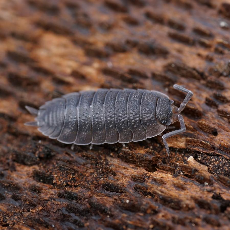 Assel, ca. 15-18 mm groß, schwarz bis schiefergrau, raue, gekörnelte Haut auf Baumrinde sitzend.