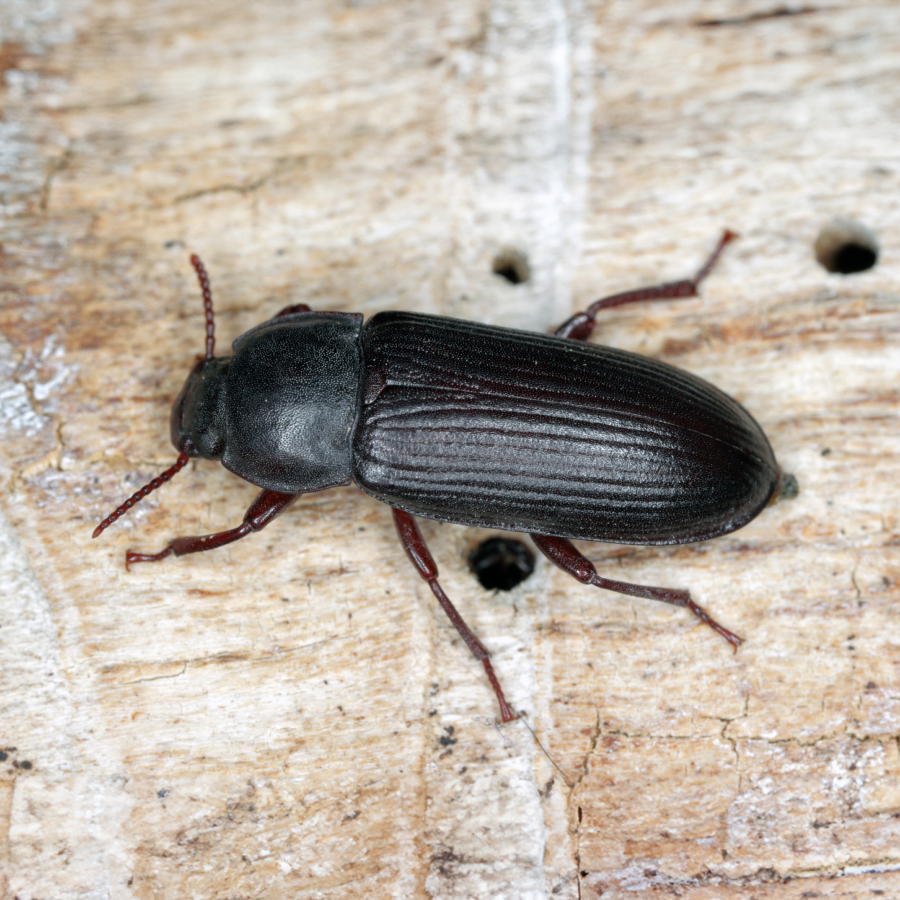Länglich-ovaler, dunkelbrauner bis schwarzer Käfer, ca. 13-20 mm groß, mit Streifen auf den Flügeldecken, die aus Punkten gebildet sind.