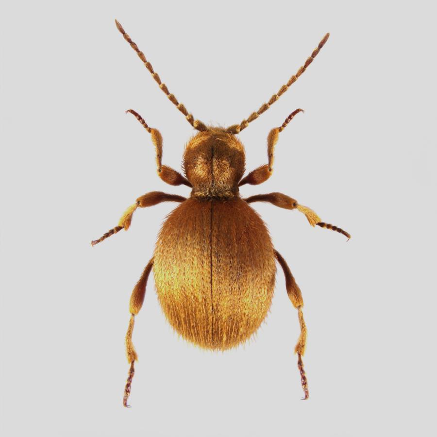 Goldgelber Käfer, etwa 2,5-4,5 mm groß, mit einem runden Körper, der an eine Spinne erinnert