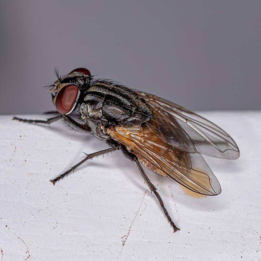 Ca. 7-9 mm großes Insekt, schwarzer Körper, transparente Flügel mit dunklen Adern, große rote Augen und Borsten auf dem Körper.