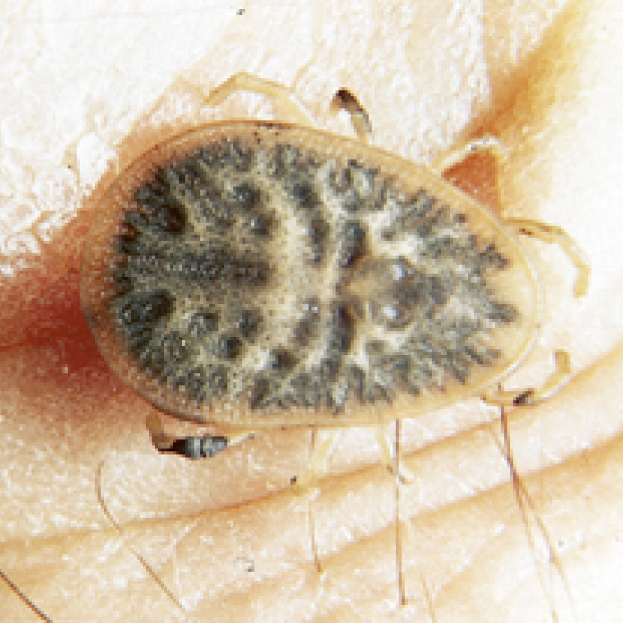  Ca. 4-10 mm große Zecke mit flachen braunroter eiförmigen Körper.