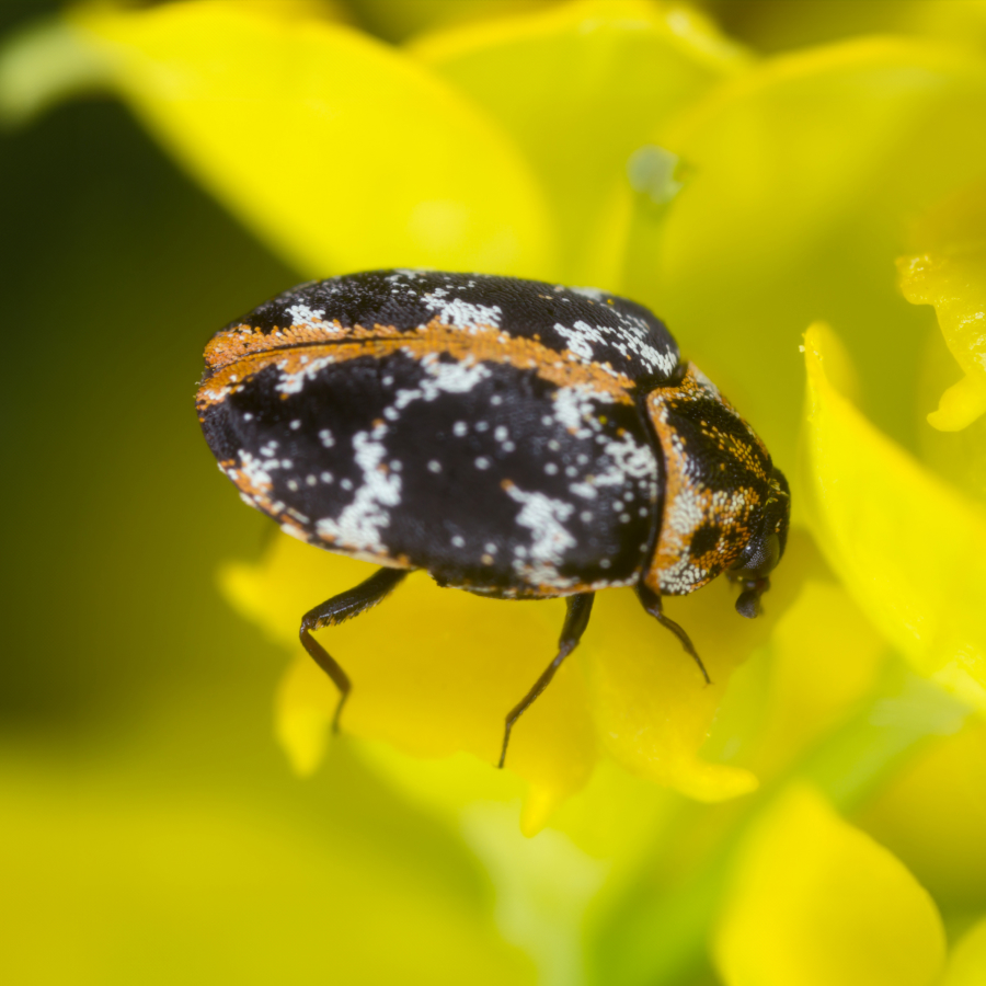 Käfer ca. 2-3,8 mm groß, schwarz bunt gefleckt, ovaler Körper, mit einem orangefarbenen Band entlang der Flügeldeckennaht, sitzt auf einer Blüte.